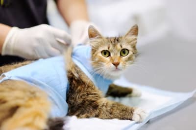 Getting Your Cat Fixed: When and What To Know Getting Your Cat Fixed: When and What To Know