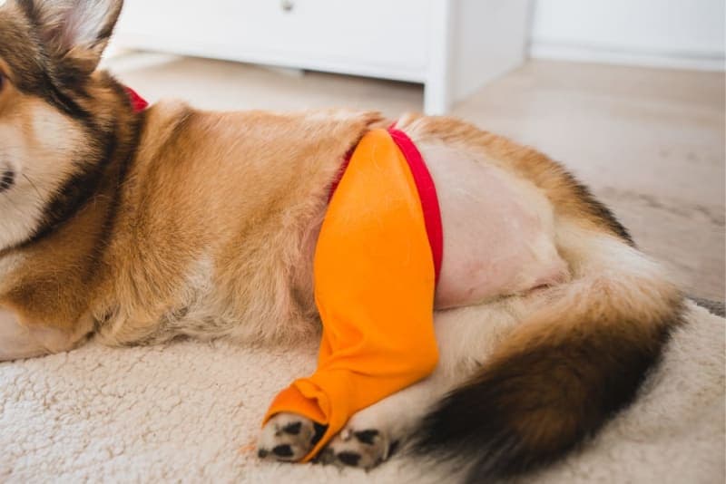 Hip Dysplasia Surgery for Dogs: What to Expect Hip Dysplasia Surgery for Dogs: What to Expect