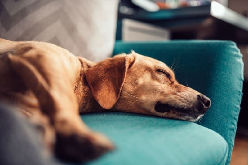 Parainfluenza in Dogs Parainfluenza in Dogs