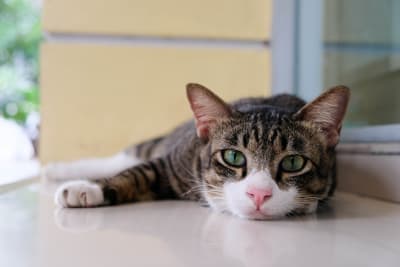 Is My Cat Sick? Signs to Watch For Is My Cat Sick? Signs to Watch For