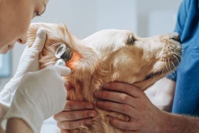 Chronic Otitis in Dogs: Cause & Prevention Chronic Otitis in Dogs: Cause & Prevention