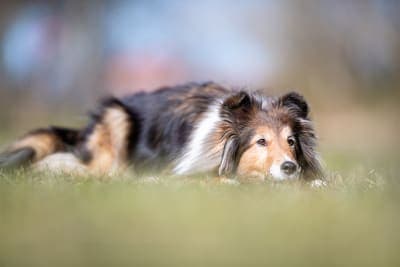 Nutrition, Skin, & Dogs Nutrition, Skin, & Dogs