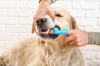 Periodontal Disease in Dogs - How to Stop & Prevent Periodontal Disease in Dogs Periodontal Disease in Dogs - How to Stop & Prevent Periodontal Disease in Dogs