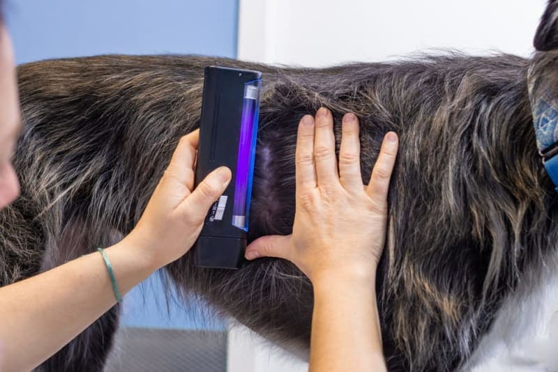 Dog Ringworm: What Does Ringworm Look Like on a Dog? Dog Ringworm: What Does Ringworm Look Like on a Dog?