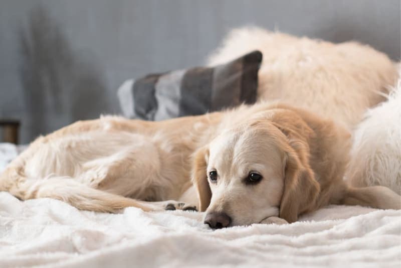 What is Kennel Cough in Dogs? Symptoms, Treatment & Prevention What is Kennel Cough in Dogs? Symptoms, Treatment & Prevention
