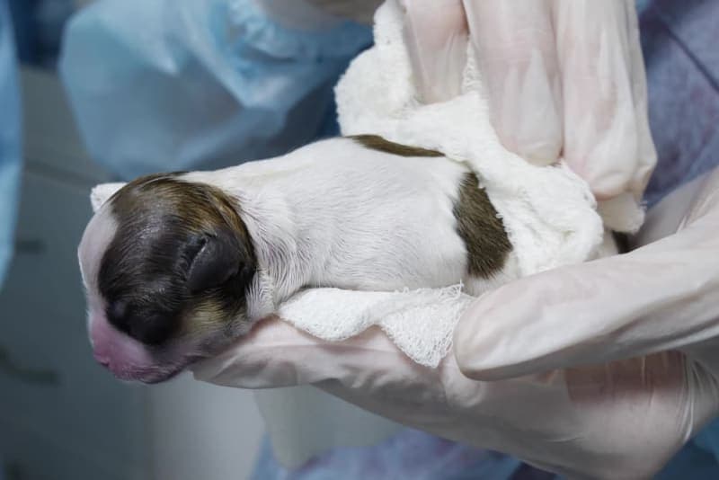 C-Section for Dogs: Everything You Should Know C-Section for Dogs: Everything You Should Know