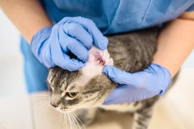 Ear Mites in Cats: Causes, Treatment & Prevention Ear Mites in Cats: Causes, Treatment & Prevention