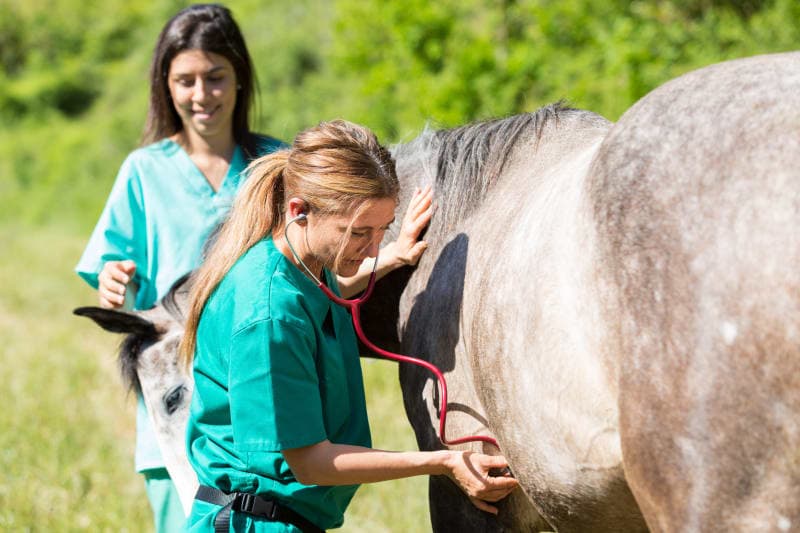 Leptospirosis in Horses Leptospirosis in Horses
