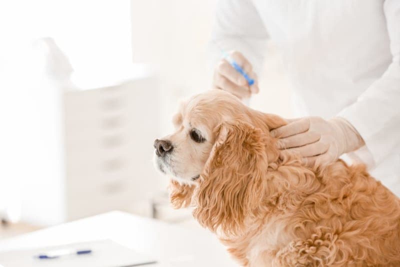 Dog Behavior Changes After Vaccination Dog Behavior Changes After Vaccination