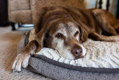 Hookworm in Dogs: Signs, Treatment & Prevention Hookworm in Dogs: Signs, Treatment & Prevention