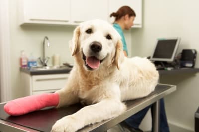 How can I help my dog recover after surgery? How can I help my dog recover after surgery?