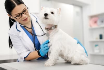 Hookworm in Dogs: Signs, Treatment & Prevention Hookworm in Dogs: Signs, Treatment & Prevention
