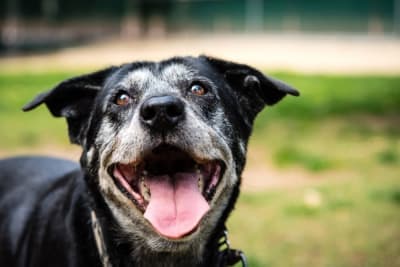 What to expect during my senior dog’s checkup? What to expect during my senior dog’s checkup?