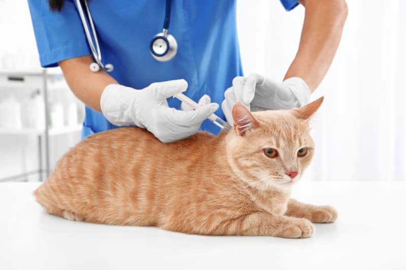Symptoms of Parvovirus in Cats Symptoms of Parvovirus in Cats