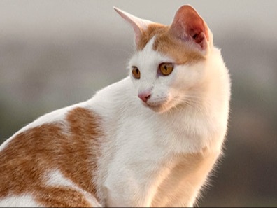 Welcome to Red Hills Veterinary Hospital in Gillette! About Us Hero Image Welcome to Red Hills Veterinary Hospital in Gillette! About Us Hero Image