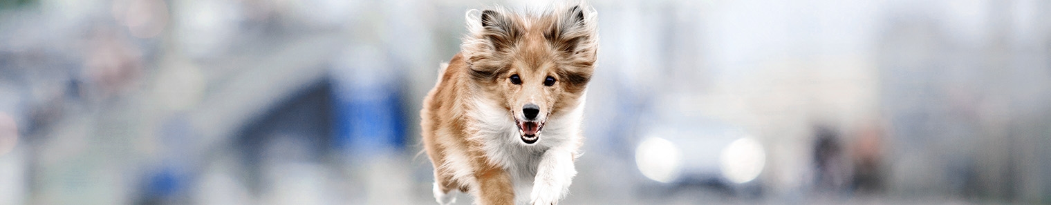 Cinder Rock Veterinary Clinic About us Hero Cinder Rock Veterinary Clinic About us Hero