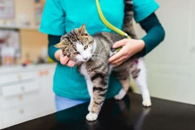How Often Should I Take My Cat to the Vet? How Often Should I Take My Cat to the Vet?