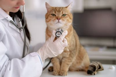 Kitten's First Vet Visit: What to Expect Kitten's First Vet Visit: What to Expect