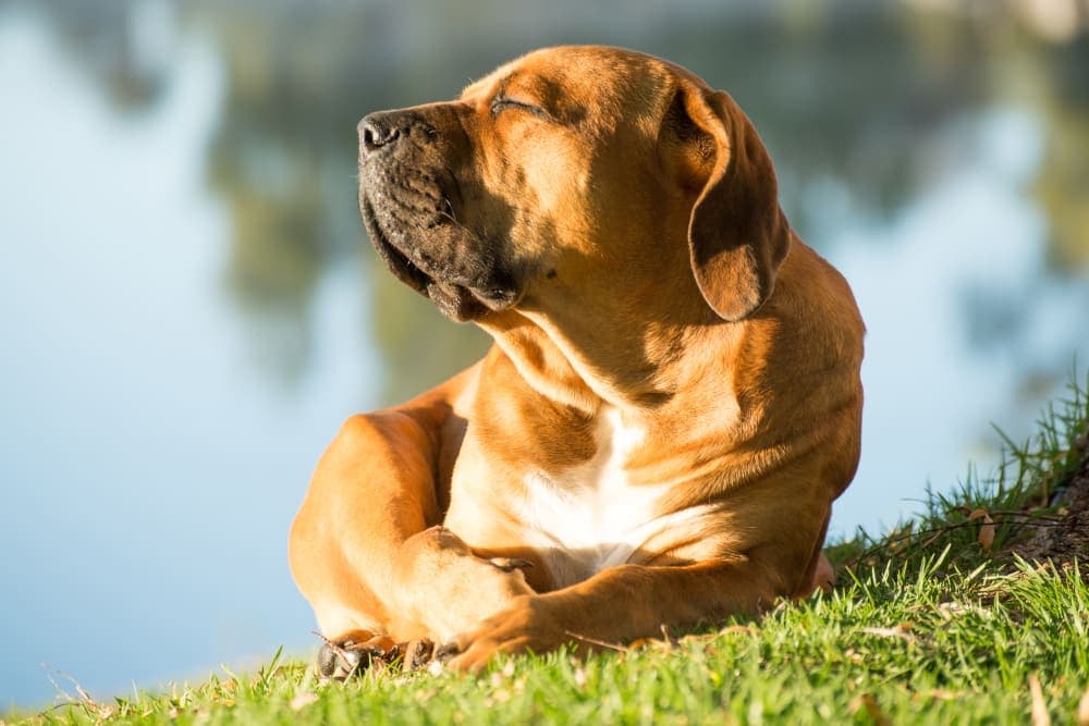 Heatstroke in Dogs Heatstroke in Dogs