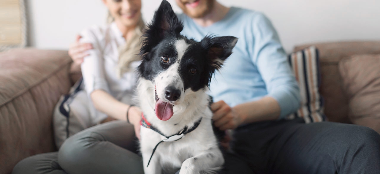 Tulare-Kings Veterinary Emergency Services Tulare-Kings Veterinary Emergency Services