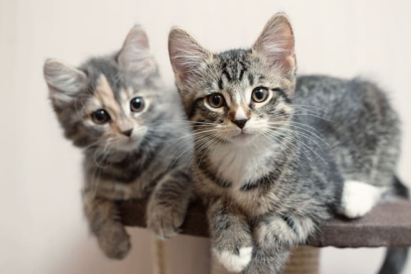 How old do kittens have to be to get fixed? How old do kittens have to be to get fixed?