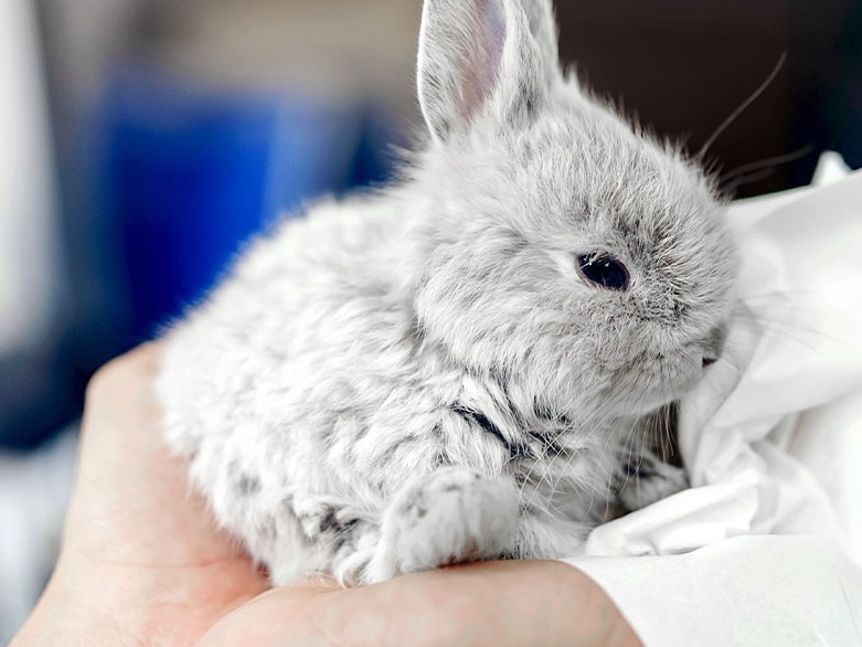 Southgate Animal Hospital About Us Hero Image Southgate Animal Hospital About Us Hero Image