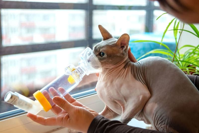 Asthma in Cats Asthma in Cats