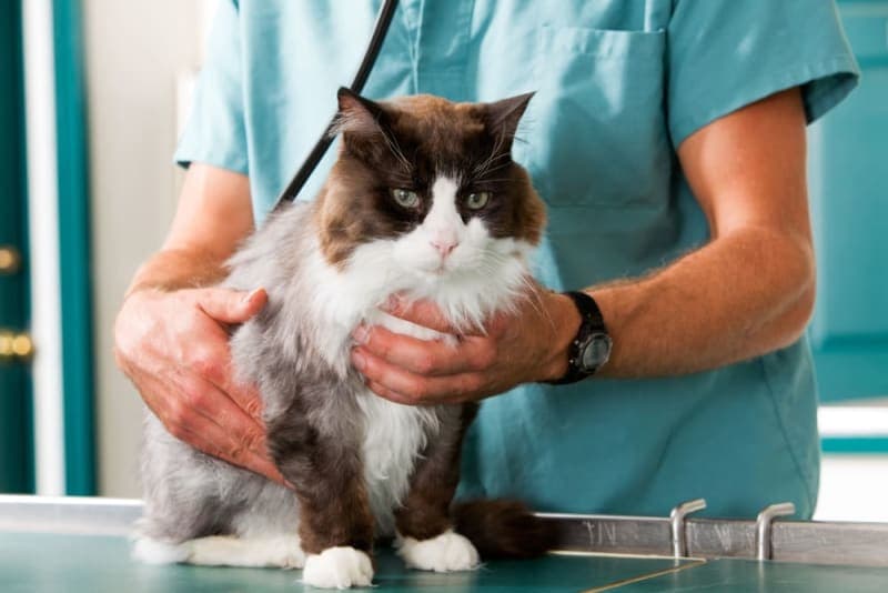 Getting Your Cat Fixed: When and What To Know Getting Your Cat Fixed: When and What To Know