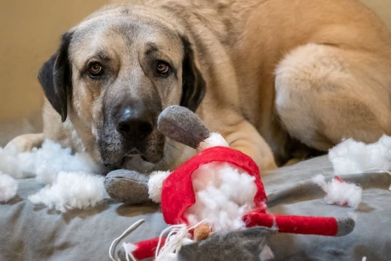 Dog Chewing Problems: Why They Chew & How To Stop Them Dog Chewing Problems: Why They Chew & How To Stop Them