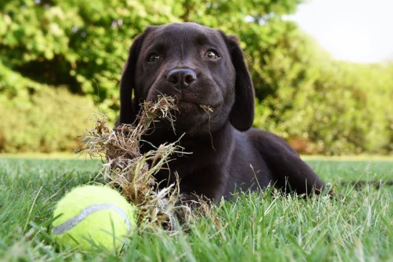 Dogs Eating Grass: Why Do They Do It & Is It Safe? Dogs Eating Grass: Why Do They Do It & Is It Safe?