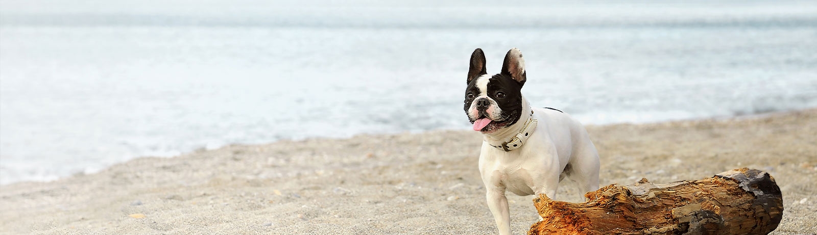 thomasville-veterinary-hospital-banner-3 thomasville-veterinary-hospital-banner-3