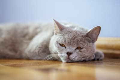 Signs & Symptoms of Pneumonia in Cats Signs & Symptoms of Pneumonia in Cats