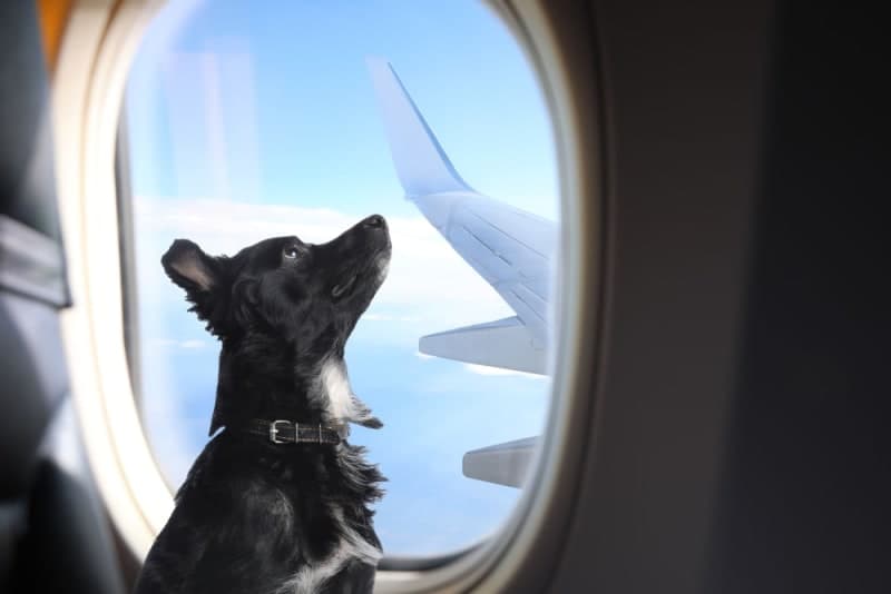 Dog Health Certificates for International Adventures Dog Health Certificates for International Adventures