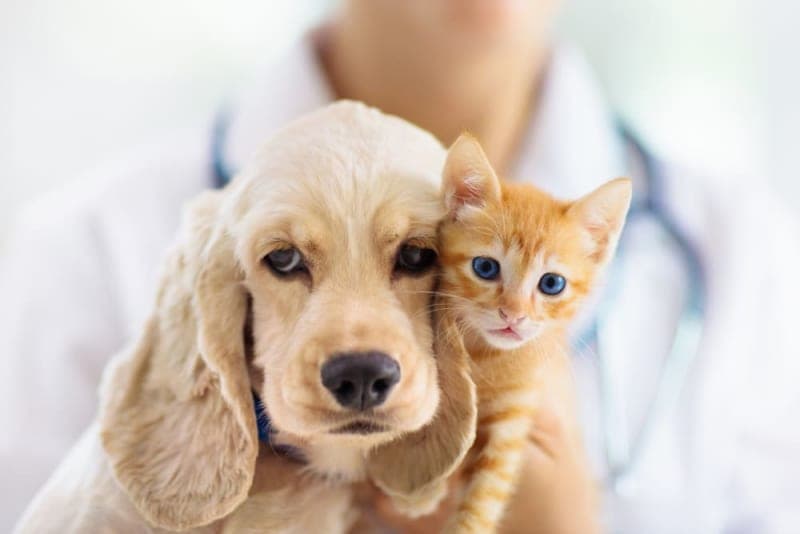 Making the Most of Your Pet's Routine Exam: What to Ask Your Vet Making the Most of Your Pet's Routine Exam: What to Ask Your Vet