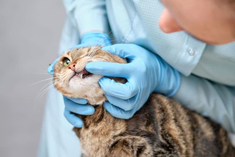 Cat Tooth Extractions: What to Expect & What to Watch For Cat Tooth Extractions: What to Expect & What to Watch For