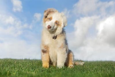 Your Guide to Getting Your Dog Fixed Your Guide to Getting Your Dog Fixed