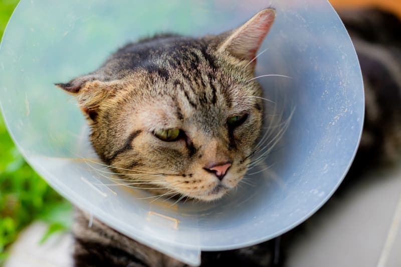 Cat Ear Hematoma Surgery Cat Ear Hematoma Surgery