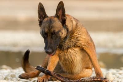 Bordetella in Dogs Bordetella in Dogs