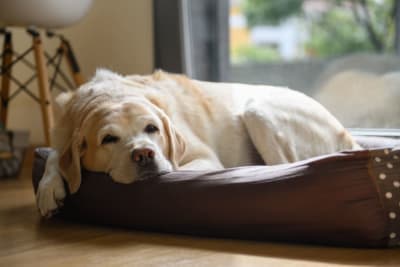 Weight Loss in Older Dogs: When to Worry Weight Loss in Older Dogs: When to Worry