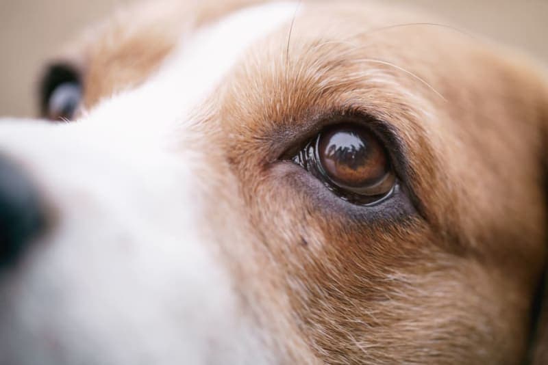 Uveitis in Dogs: Causes, Symptoms, & Treatment Uveitis in Dogs: Causes, Symptoms, & Treatment
