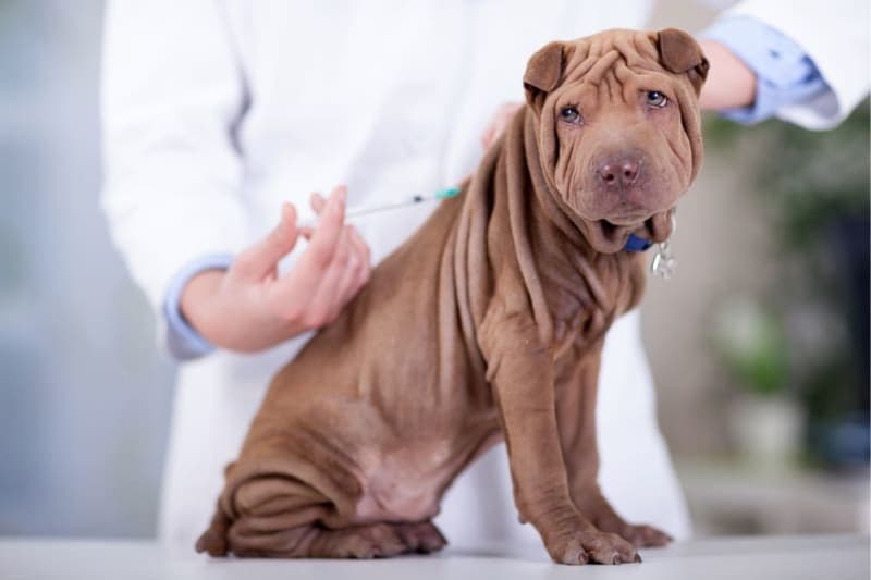 Leptospirosis in Dogs Leptospirosis in Dogs