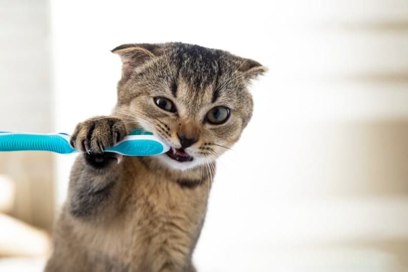 Cat Teeth Cleaning: How to Clean a Cat's Teeth Cat Teeth Cleaning: How to Clean a Cat's Teeth