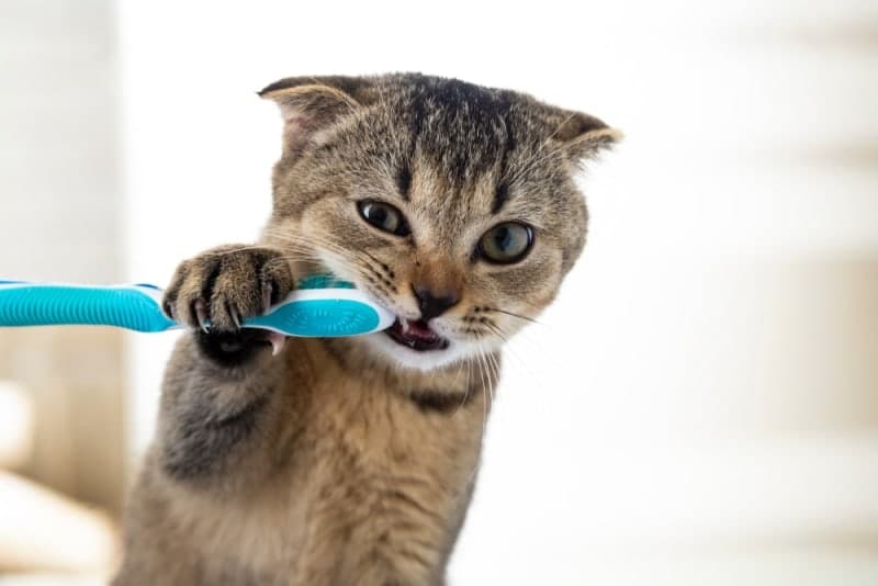 Cat Dental Care: What Every Owner Should Know About Cats Dental Hygiene Cat Dental Care: What Every Owner Should Know About Cats Dental Hygiene