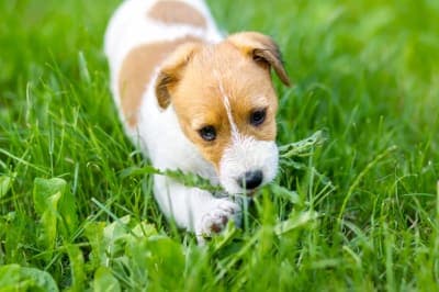 What causes whipworm in dogs? What causes whipworm in dogs?