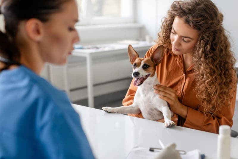 Why does my pet need a urinalysis? Why does my pet need a urinalysis?