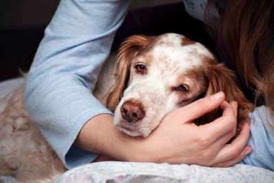 Signs of Pain & Discomfort in Dogs Signs of Pain & Discomfort in Dogs