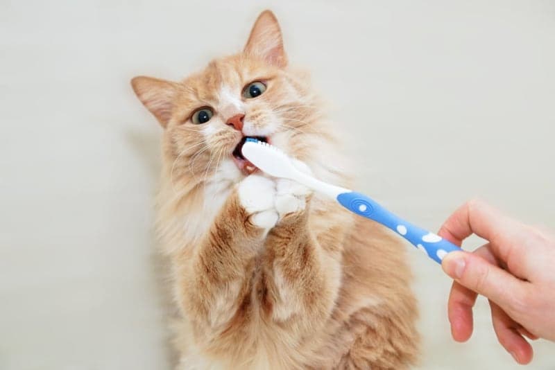 Common Cat Dental Problems Common Cat Dental Problems