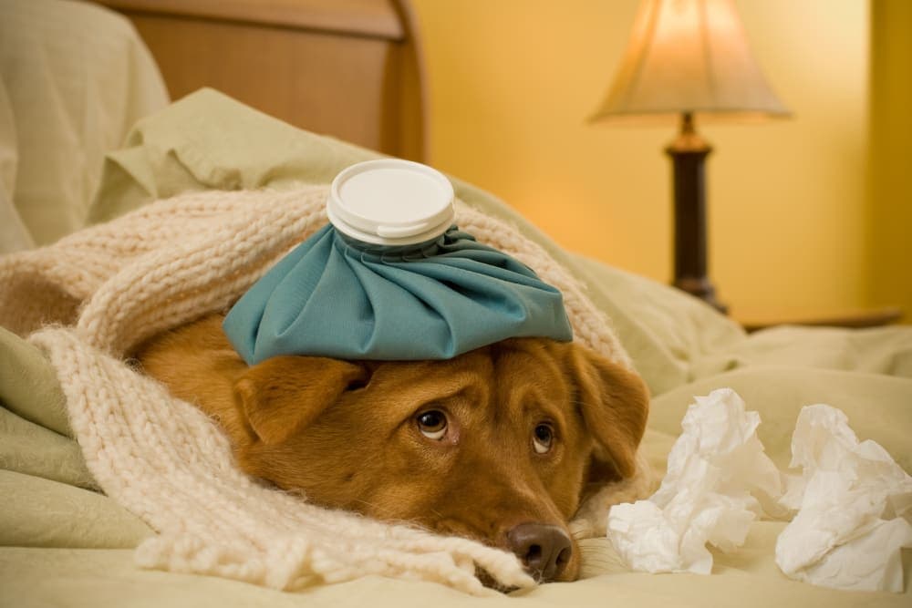 How to Prevent Valley Fever in Dogs How to Prevent Valley Fever in Dogs