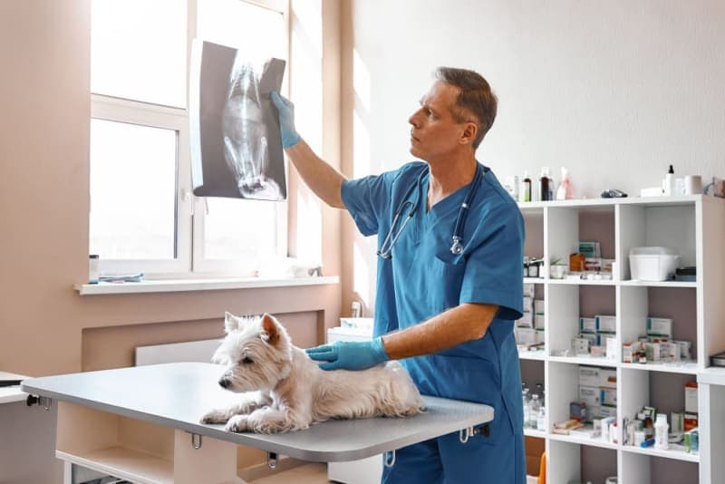 Types of Diagnostic Tests for Pets Types of Diagnostic Tests for Pets