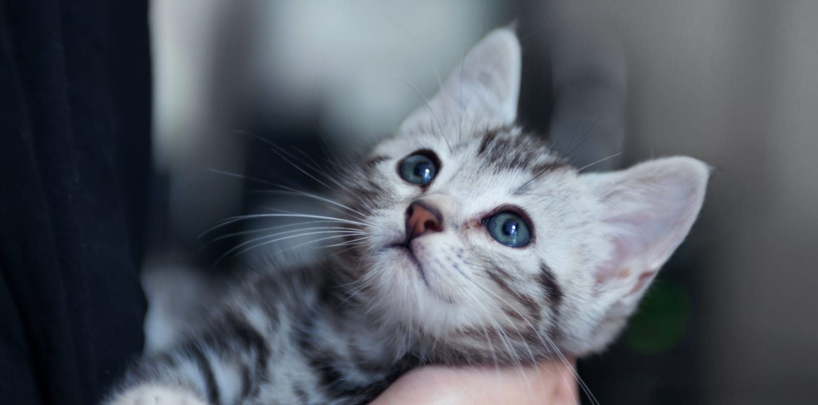 Yolinda Animal Hospital Hero Image Yolinda Animal Hospital Hero Image